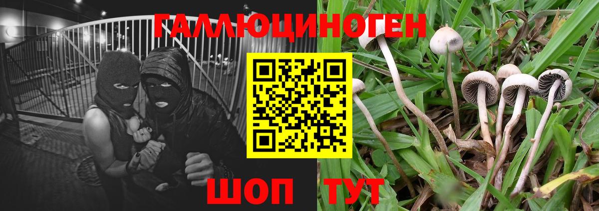 Псилоцибиновые грибы Psilocybe Баксан